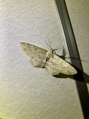 Hypomecis punctinalis