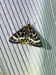 Arichanna melanaria