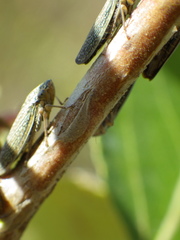 Graphocephala confluens