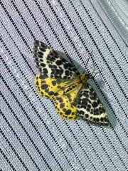 Arichanna melanaria