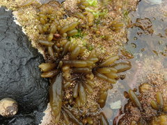 Adenocystis utricularis