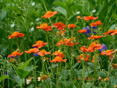 Geum coccineum