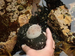 Alloiodoris lanuginata
