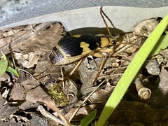 Pheropsophus jessoensis