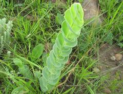 Lopholaena segmentata