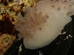 Alloiodoris lanuginata