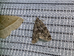 Protodeltote distinguenda