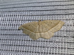 Rhynchobapta cervinaria