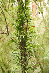 Microsorum pustulatum