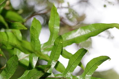 Microsorum pustulatum