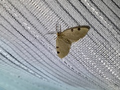 Achrosis paupera