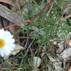 Brachyscome multifida