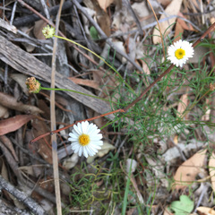 Brachyscome multifida
