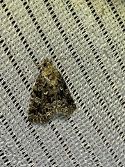 Protodeltote distinguenda