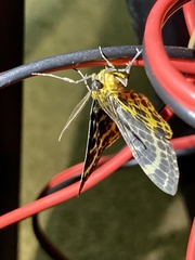 Arichanna melanaria