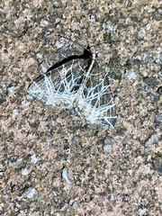 Evecliptopera illitata