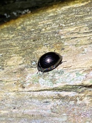 Tetraphyllus paykullii