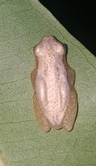 Afrixalus crotalus