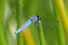 Brachydiplax duivenbodei