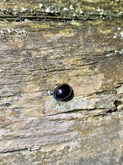 Tetraphyllus paykullii