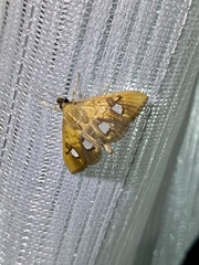 Nosophora semitritalis