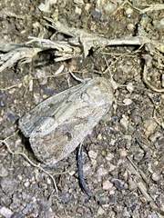 Spodoptera depravata