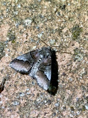 Protomiselia bilinea