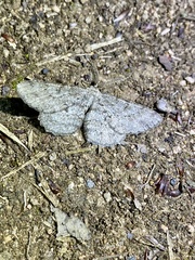 Hypomecis punctinalis