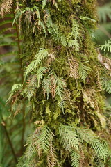 Notogrammitis heterophylla