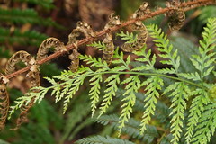 Asplenium gracillimum