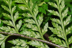 Asplenium gracillimum