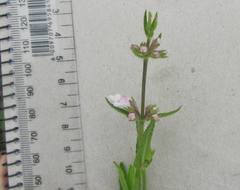 Stachys nigricans