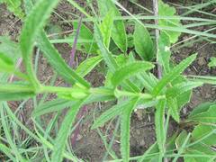 Stachys nigricans