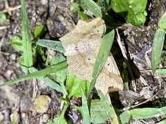 Pareclipsis gracilis