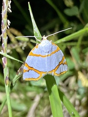 Ariolica argentea