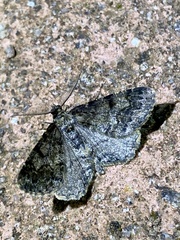 Alcis angulifera