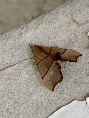 Gonepatica opalina