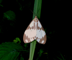 Nyctemera carissima