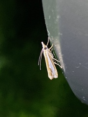 Crambus argyrophorus