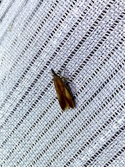 Dichomeris ustalella
