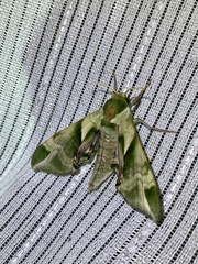 Callambulyx tatarinovii