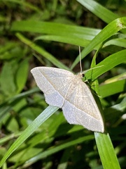 Rhynchobapta cervinaria