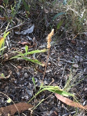 Plantago varia
