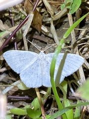 Comostola subtiliaria