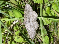 Hypomecis punctinalis