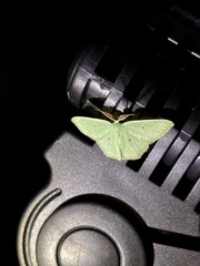 Comostola subtiliaria