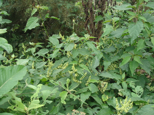 Image of Chamissoa altissima by (c) Alexis López Hernández, some rights reserved (CC BY)