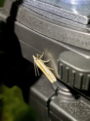 Crambus pseudargyrophorus