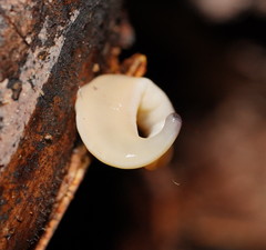 Argonemertes australiensis