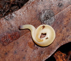 Argonemertes australiensis